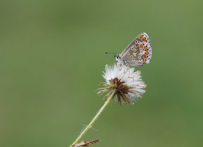 Bruin Blauwtje / Brown Argus