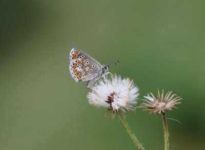 Bruin Blauwtje / Brown Argus