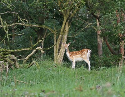 Damhert / Fallow Deer