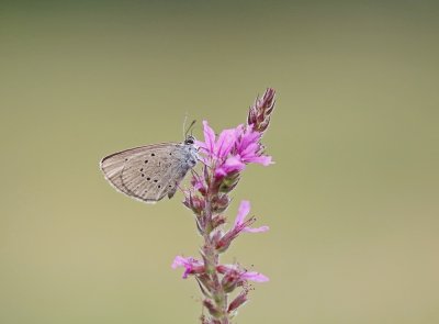 Pimpernelblauwtje / Scarce Large Blue