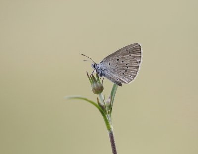 Pimpernelblauwtje / Scarce Large Blue