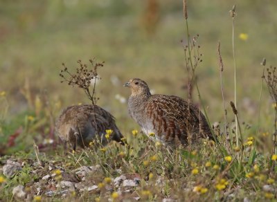 Patrijs / Grey Partridge