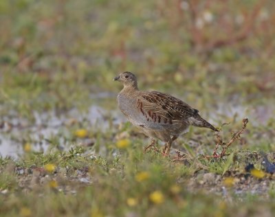 Patrijs / Grey Partridge