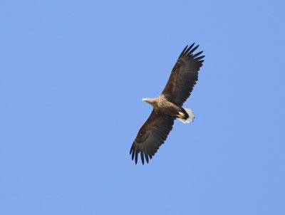 Zeearend / White-tailed Eagle