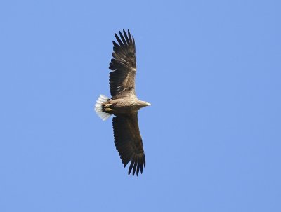 Zeearend / White-tailed Eagle