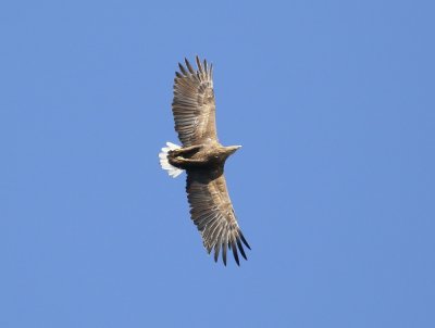 :: Zeearend / White-tailed Eagle ::