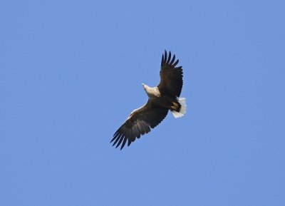 Zeearend / White-tailed Eagle