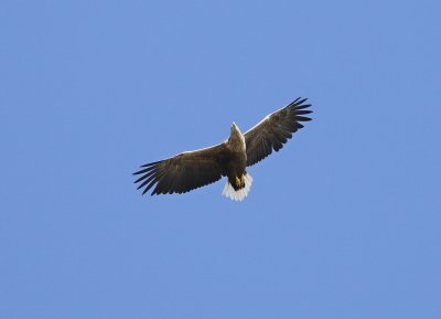 Zeearend / White-tailed Eagle
