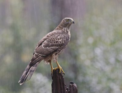 Havik / Northern Goshawk