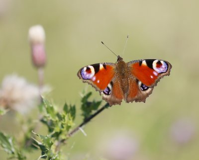 :: Dagpauwoog / Peacock Butterfly ::