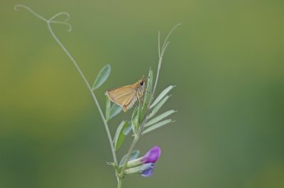 Zwartsprietdikkopje / Essex Skipper