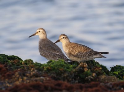 Kanoet / Red Knot
