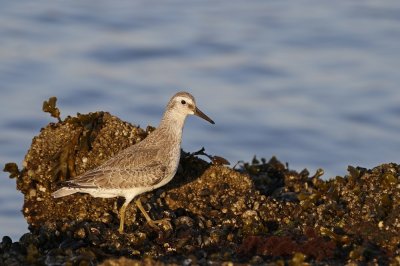 Kanoet / Red Knot