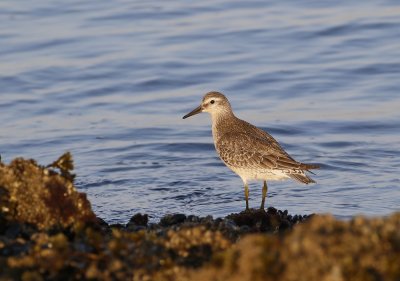 Kanoet / Red Knot
