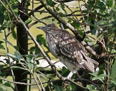 Kwak / Black-crowned Night Heron