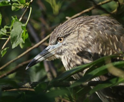 Kwak / Black-crowned Night Heron