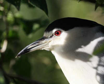 Kwak / Black-crowned Night Heron