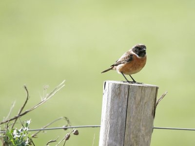 Roodborsttapuit / Common Stonechat