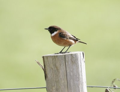 :: Roodborsttapuit / Common Stonechat ::