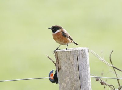 Roodborsttapuit / Common Stonechat
