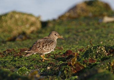 Paarse Strandloper / Purple Sandpiper
