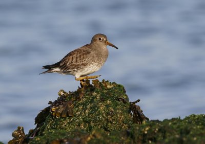 Paarse Strandloper / Purple Sandpiper