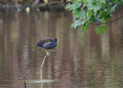 Waterhoen / Common Moorhen