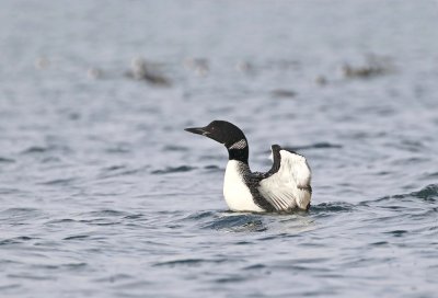 IJsduiker / Great Northern Diver