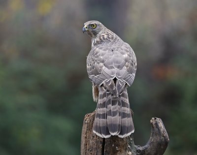 Havik / Northern Goshawk
