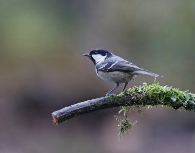 Zwarte Mees / Coal Tit