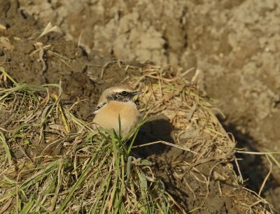 Woestijntapuit / Desert Wheatear
