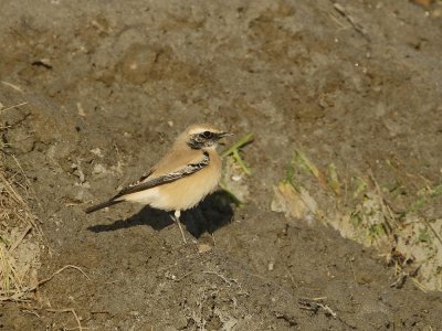 Woestijntapuit / Desert Wheatear
