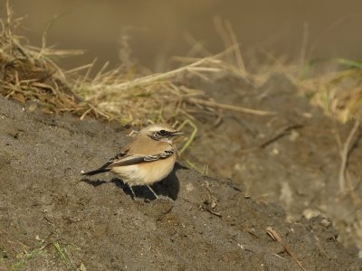 Woestijntapuit / Desert Wheatear