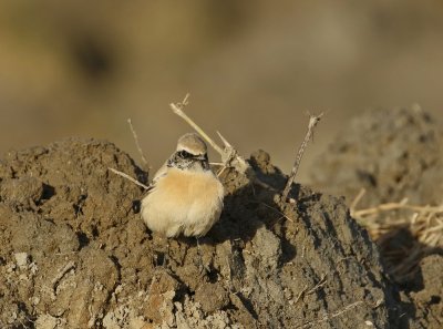 Woestijntapuit / Desert Wheatear