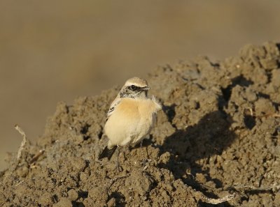 Woestijntapuit / Desert Wheatear