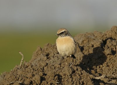 Woestijntapuit / Desert Wheatear