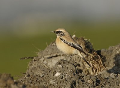Woestijntapuit / Desert Wheatear