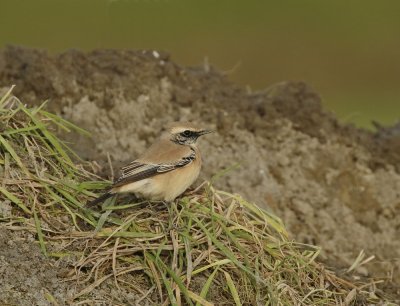 Woestijntapuit / Desert Wheatear