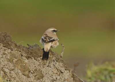 Woestijntapuit / Desert Wheatear