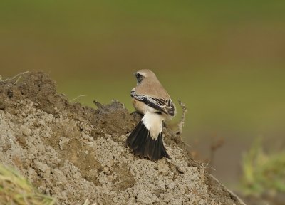 Woestijntapuit / Desert Wheatear