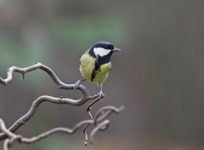 Koolmees / Great Tit