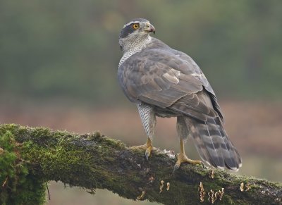 Havik / Northern Goshawk