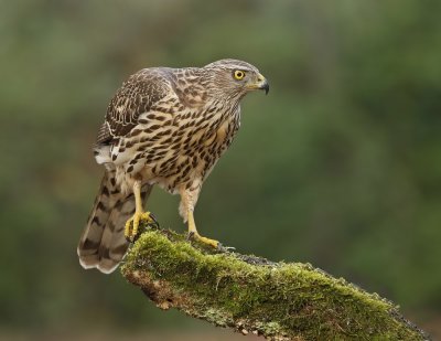 Havik / Northern Goshawk