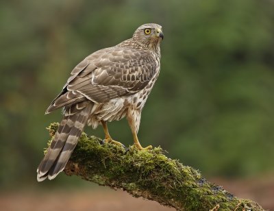 Havik / Northern Goshawk