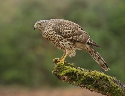 Havik / Northern Goshawk