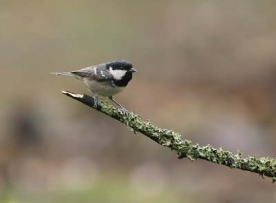 Zwarte Mees / Coal Tit