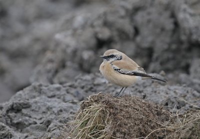 Woestijntapuit / Desert Wheatear
