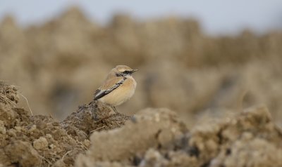 Woestijntapuit / Desert Wheatear