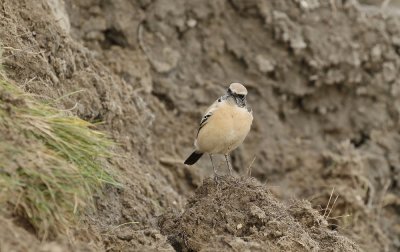 Woestijntapuit / Desert Wheatear