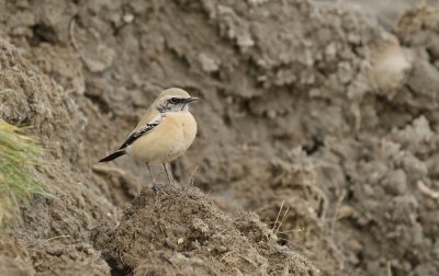 Woestijntapuit / Desert Wheatear